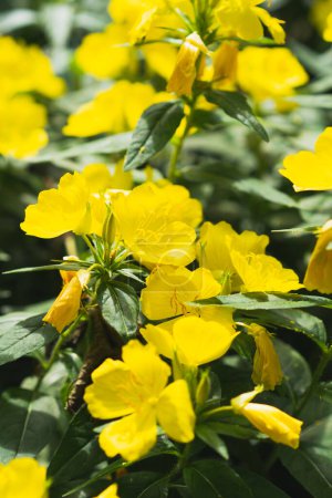 Foto de Sundrops. Calylophus berlandieri. Hermosas flores amarillas en el jardín. - Imagen libre de derechos