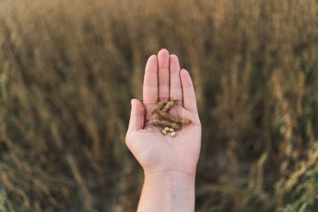 A woman farmer holds dried soybeans in her hand in the field