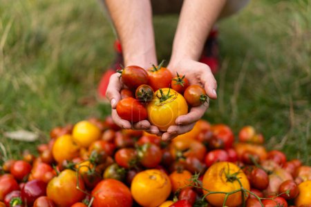 Photo for Fresh organic tomato mix. Delicious autumn tomato mix. Farmers hands with freshly harvested multi-colored tomatoes - Royalty Free Image