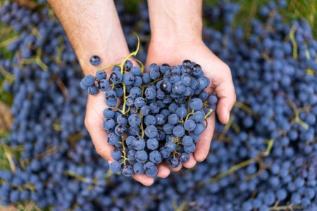 Des raisins bleus. Raisins de vin fond. Mains paysannes avec raisins noirs fraîchement récoltés