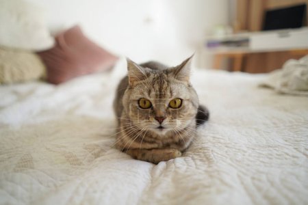 Portret pięknego kota. Słodki Portret Kota. Szczęśliwego zwierzaka. Szary szkocki prosty kot śpi. Scena domowa