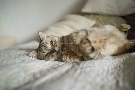 Portret pięknego kota. Słodki Portret Kota. Szczęśliwego zwierzaka. Szary szkocki prosty kot śpi. Scena domowa