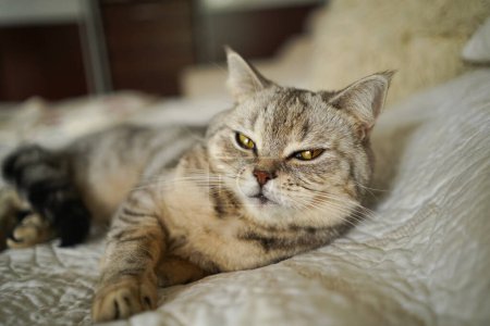 Foto de Retrato de un hermoso gato. Lindo retrato de gato. Feliz mascota. Gris escocés recta gato sleeping.Home escena - Imagen libre de derechos
