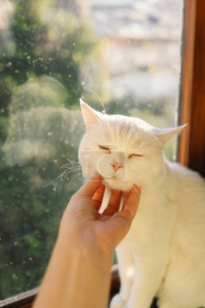 Foto de Retrato de un hermoso gato blanco. Lindo retrato de gato. Feliz mascota. Gris escocés recta gato sleeping.Home escena - Imagen libre de derechos