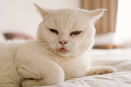 Un gato escocés enfermo yace en el sofá. El gato está babeando debido a una enfermedad.