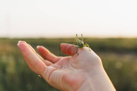 Weideheuschrecke auf weiblicher Hand. Schönes Sommerfoto