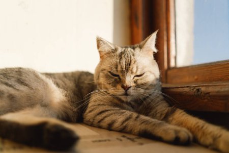 Foto de Retrato de un hermoso gato. Lindo retrato de gato. Feliz mascota. Gris escocés recta gato sleeping.Home escena - Imagen libre de derechos