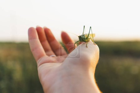 Meadow grasshopper on female hand. Beautiful summer photo