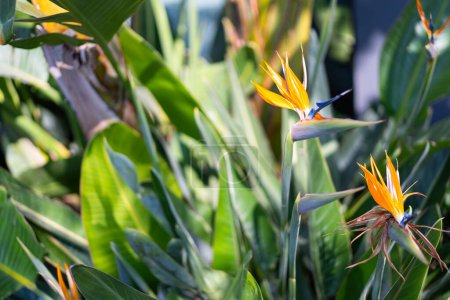 Strelitzia Paradiesvogel. Frühlingsgärten mit blühenden Blumen. Botanische Sorten von Strelitzien blühen. Frische Strelitzien-Blüten