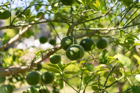 Las mandarinas verdes en el árbol. Mandarinas verdes inmaduras que crecen en el árbol al aire libre. Cítricos