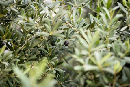 Olives on the tree. Landscape Harvest ready to make extra virgin olive oil.