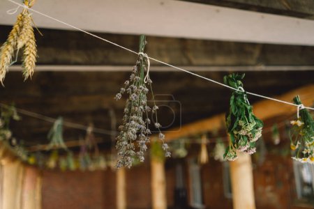 Bunches of herbs and flowers are suspended from a string, drying naturally in an indoor space with rustic charm.