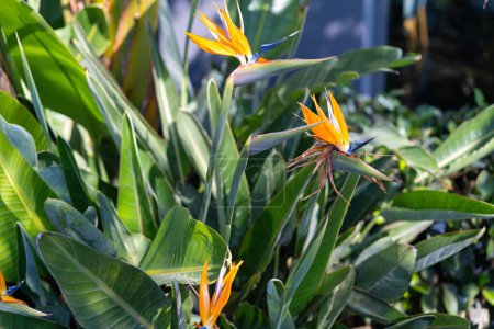 Strelitzia Paradiesvogel. Frühlingsgärten mit blühenden Blumen. Botanische Sorten von Strelitzien blühen. Frische Strelitzien-Blüten