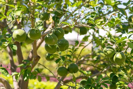 Green tangerines on a tree. Unripe green tangerines growing on tree outdoors. Citrus fruit