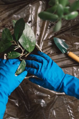 A woman is carefully transplanting a houseplant into a new pot, wearing vibrant blue gloves to keep their hands clean. Gardening tools and a pot with a plant, indicating indoor gardening