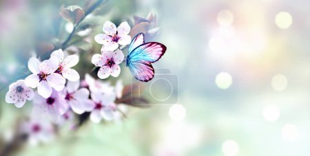 Foto de Ramas florecientes y pétalos sobre un fondo borroso y mariposa. Concepto primavera. - Imagen libre de derechos