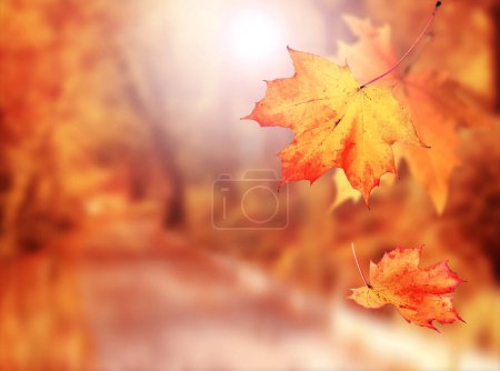 Photo for Autumn leaves on the fall blurred background. Autumn concept. - Royalty Free Image