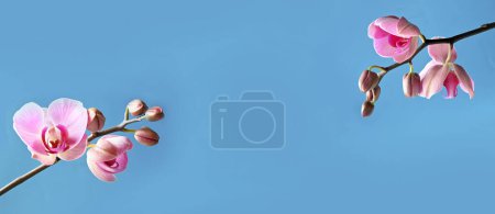 Photo for Branch of tropical pink orchids on blue background. - Royalty Free Image