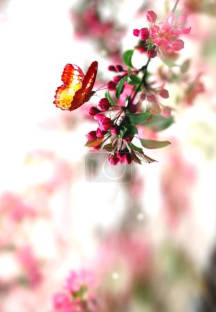 Photo for Flowering branches and petals on a blurred background with butterflu. Spring concept. - Royalty Free Image
