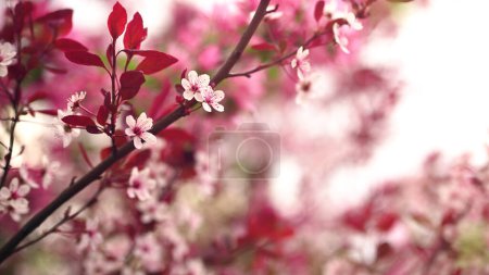 Foto de Ramas florecientes y pétalos sobre un fondo borroso. Concepto primavera. - Imagen libre de derechos