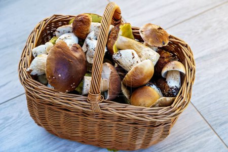 Photo for Mushrooms still life of of wicker basket with edible boletus mushrooms. - Royalty Free Image