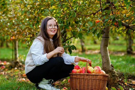 Photo for School girl with glasses with basket of red apples in organic orchard. Happy preteen kid child picking healthy fruits from trees and having fun. Little helper and farmer. Harvest time - Royalty Free Image