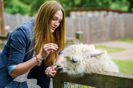 Photo for Young european woman feeding fluffy furry alpacas lama. Happy excited adult feeds guanaco in a wildlife park. Family leisure and activity for vacations or weekend. - Royalty Free Image