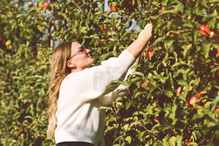 Foto de Mujer joven recogiendo manzanas rojas frescas en huerto orgánico. Mujer feliz recoger frutos sanos maduros, cosecha. Tiempo de cosecha a principios de otoño. En un día soleado y cálido - Imagen libre de derechos
