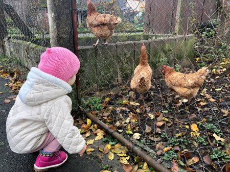 Photo for Adorable cute toddler girl feeding chicken in a wild animal farm. Happy child with domestic birds on cold day. Excited and happy girl with farm bird. - Royalty Free Image