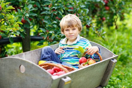 Photo for Active happy blond kid boy picking and eating red apples on organic farm, autumn outdoors. Funny little preschool child having fun with helping and harvesting - Royalty Free Image
