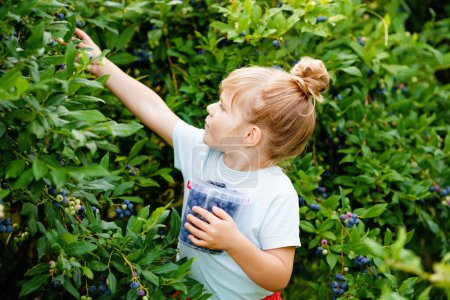 Photo for Little preschool girl picking fresh berries on blueberry field. Toddler child pick blue berry on organic orchard farm. Toddler farming. Preschooler gardening. Summer family fun. Healthy bio food - Royalty Free Image