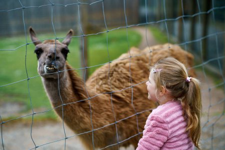 Photo for Blond preschool european girl feeding fluffy furry alpacas lama. Happy excited child feeds guanaco in a wildlife park. Family leisure and activity for vacations or weekend. - Royalty Free Image