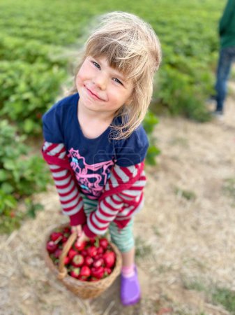 Téléchargez les photos : Bonne petite fille tout-petit cueillette et manger des fraises sur la ferme de baies biologiques en été, par une chaude journée ensoleillée. Un enfant qui s'amuse à aider. Enfant sur un champ de fraisiers, baies rouges mûres - en image libre de droit