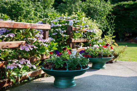 Téléchargez les photos : Fleurs colorées dans le jardin, des plantes en fleurs le jour de l'été - en image libre de droit