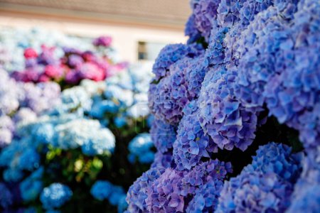 Foto de Hermosas hortensias florecientes en el patio delantero de la casita encantadora. Diseño del paisaje. - Imagen libre de derechos