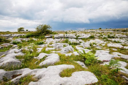 Foto de Parque Nacional Burren en Irlanda, condado de Clare. Naturaleza irlandesa áspera. Hermoso paisaje - Imagen libre de derechos