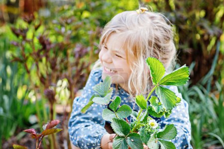 Photo for Happy preschool girl planting strawberry seedlings plants in spring. Little helper in garden. Child learn gardening and helping. Domestic regional berry, food. - Royalty Free Image
