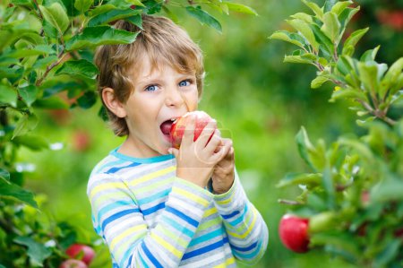 Foto de Niño rubio feliz activo recogiendo y comiendo manzanas rojas en la granja orgánica, otoño al aire libre. - Imagen libre de derechos