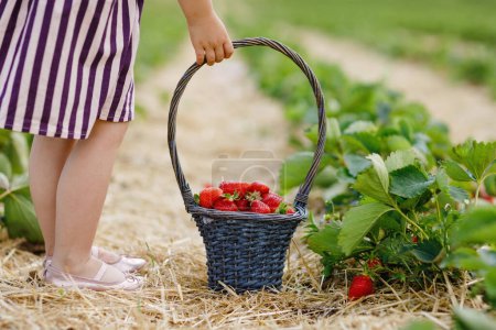Téléchargez les photos : Gros plan d'une petite fille qui cueille et mange des fraises saines dans une ferme de baies biologiques en été, par une journée ensoleillée. L'enfant aide. Enfant sur un champ de fraisiers, baies rouges mûres - en image libre de droit