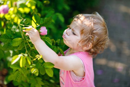Téléchargez les photos : Portrait de petite fille mangeant des fraises dans le jardin. Mignon enfant entre des roses en fleurs. Bébé heureux en bonne santé
. - en image libre de droit