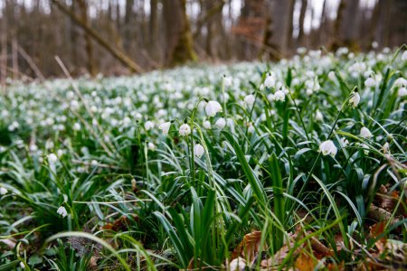 Photo for Beautiful blooming early spring snowflake flowers leucojum vernum in a spring forest. Forest floor covered by spring snowflakes German Maerzenbecher, lat. Leucojum vernum . - Royalty Free Image