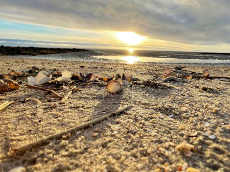 Téléchargez les photos : Des coquillages sur du sable. vagues de mer sur le sable doré à la plage. Coucher de soleil sur une île tropicale, plage océanique - en image libre de droit