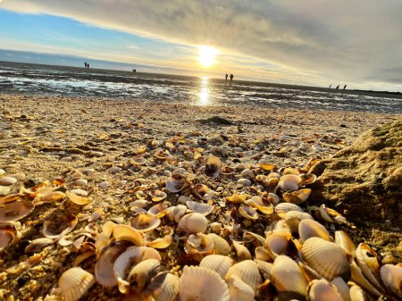 Muscheln auf Sand. Meereswellen auf dem goldenen Sand am Strand. Sonnenuntergang auf tropischer Insel, Meeresstrand