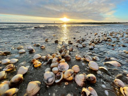 Foto de Sea shells on sand. sea waves on the golden sand at beach. Sunset on tropical island, ocean beach - Imagen libre de derechos