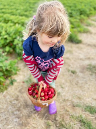Foto de Feliz niña recogiendo y comiendo fresas en la granja de bayas orgánicas en verano, en un día cálido y soleado. El niño se divierte con ayudar. Niño en el campo de plantación de fresas, bayas rojas maduras - Imagen libre de derechos