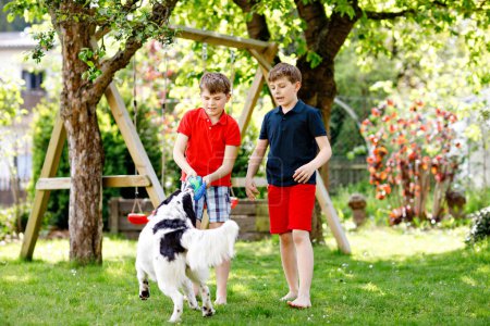 Téléchargez les photos : Deux enfants garçons jouant avec un chien de famille dans le jardin. Des enfants qui rient, des frères et sœurs adorables qui s'amusent avec le chien, qui courent et qui jouent avec la balle. Joyeux famille à l'extérieur. Amitié entre animaux et enfants - en image libre de droit