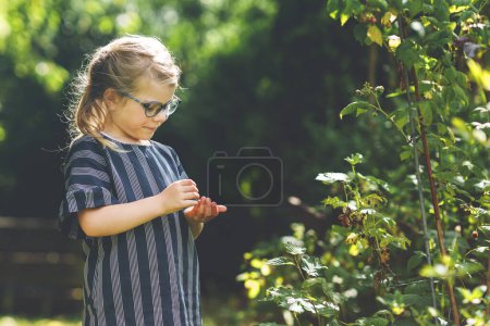 Téléchargez les photos : Happy little preschool girl with glasses picking and eating healthy raspberries in domestic garden in summer, on sunny day. Child having fun with helping. Kid on raspberry farm, ripe red berries - en image libre de droit