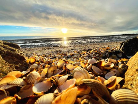 Foto de Conchas marinas sobre arena. olas marinas en la arena dorada de la playa. Puesta de sol en la isla tropical, playa del océano - Imagen libre de derechos