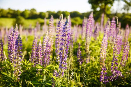 Téléchargez les photos : Coucher de soleil sur un champ couvert de lupins à fleurs le jour de l'été - en image libre de droit