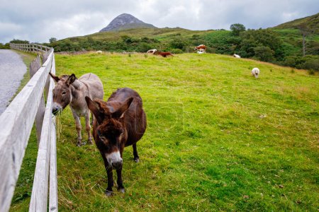 Photo for Ireland landscape. Magical Irish hills. Green island with sheep and cows on cloudy foggy day. Connemara national park in Ireland - Royalty Free Image